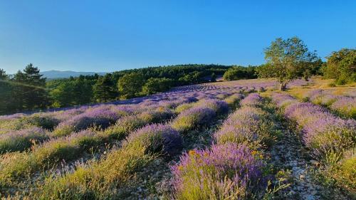 Hostal A Ventoux Yourte