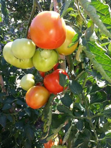 G�te En Pays Cathare