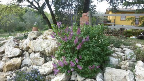 Bed & Breakfast Piccolo Ulivo Ranch