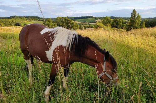Apartamento G�te Quercy Blanc Jolie Vue - Balades � Cheval