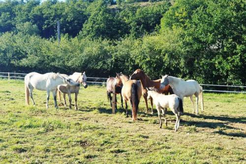 Apartamento G�te Quercy Blanc Jolie Vue - Balades � Cheval