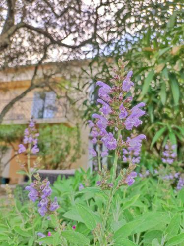 Apartamento L'olivier