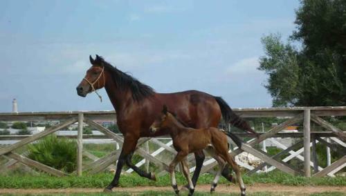 Agroturismo Agriturismo Il Ranch