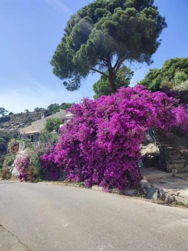 La Vallicella