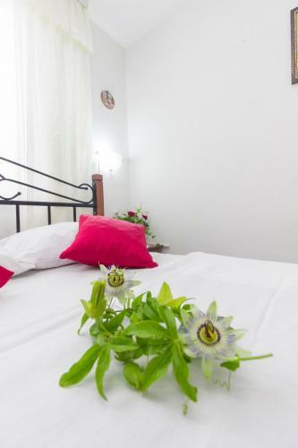 Apartmani Mise