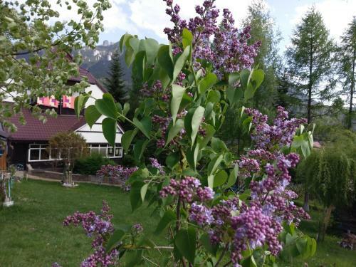 Hostal Pensiunea Gabriela