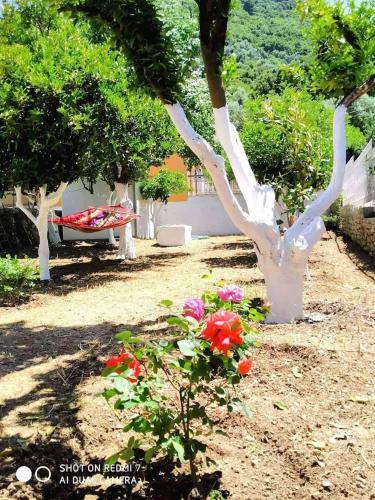 Oleander, 100m From The Center And The Sea