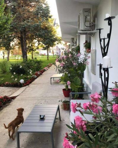 Hostal Boemul Neptun