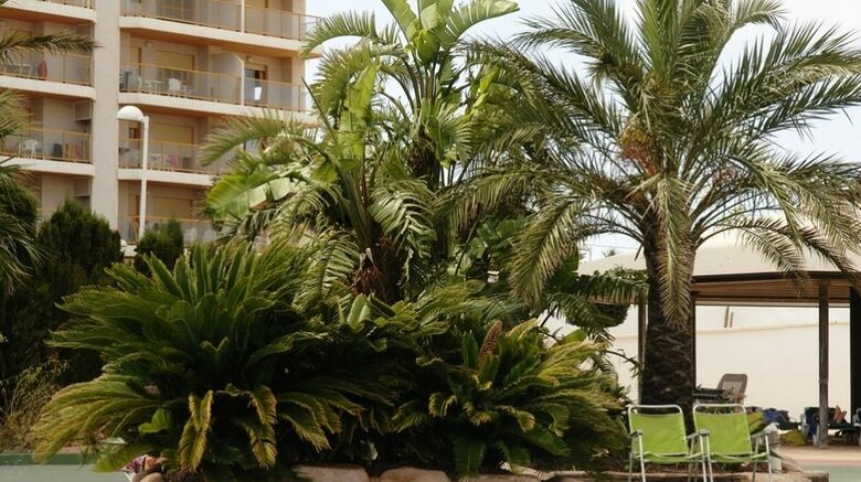 Apartamentos Coral Beach