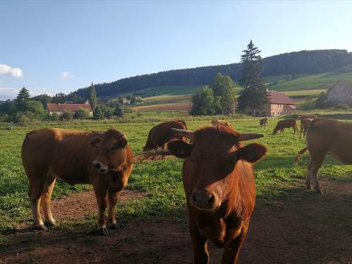 Agroturystyka "u Kasi"