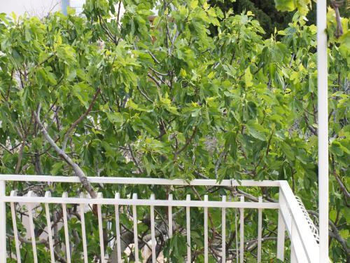 Apartment Pletikosic