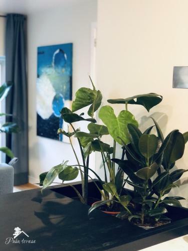 Apartamentai Pu?? Terasa