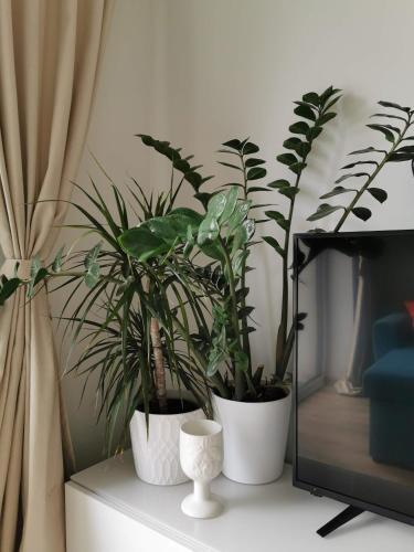Apartamento Bu?iukas