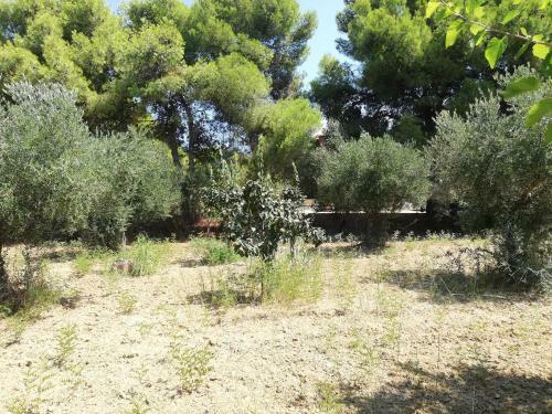 Olive Tree House