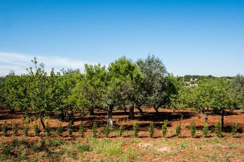 Regina Di Puglia Casa Vacanze