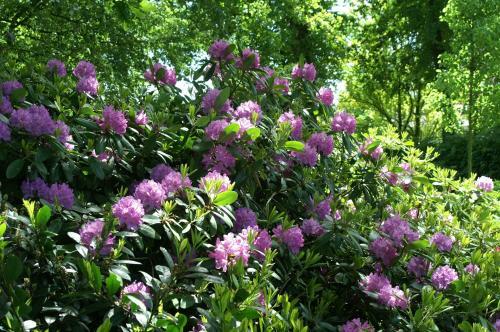 Bed & Breakfast De Groene Pleisterplaats