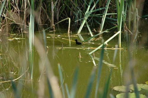 Bed & Breakfast De Groene Pleisterplaats
