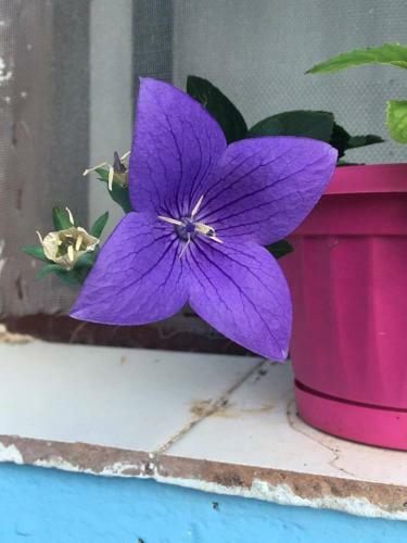 Apartamento Appartamento Blu