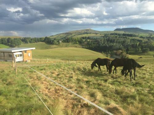 Tin Can Glamping Caravan