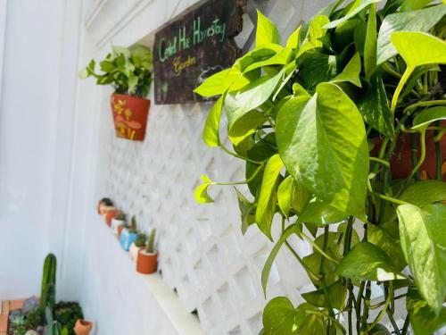 Central Hue Homestay