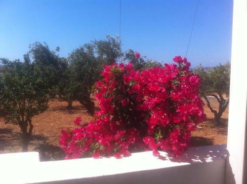 Villa Kampos Paros