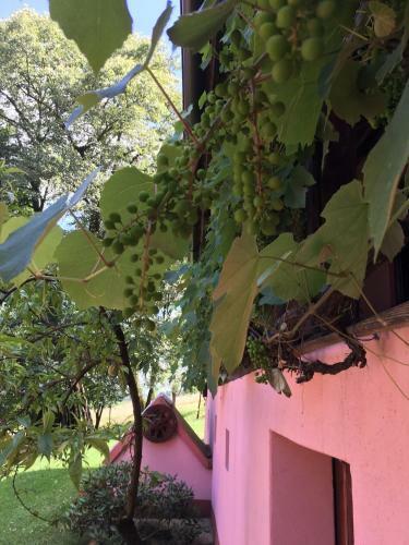 Country House 'pri Lipi'