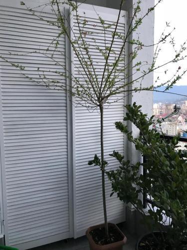 Apartamento �gray�