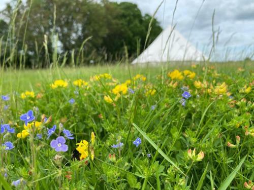 Buttercup Bell Tent In The Broads National Park