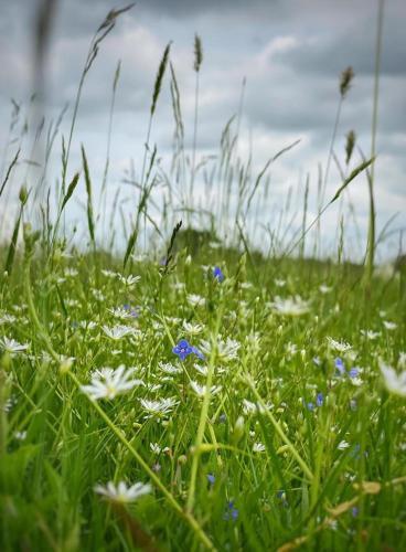 Buttercup Bell Tent In The Broads National Park