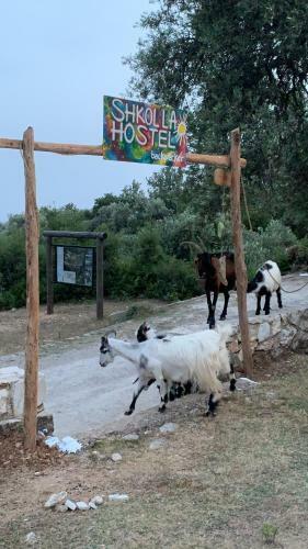 Shkolla Hostel & Camping