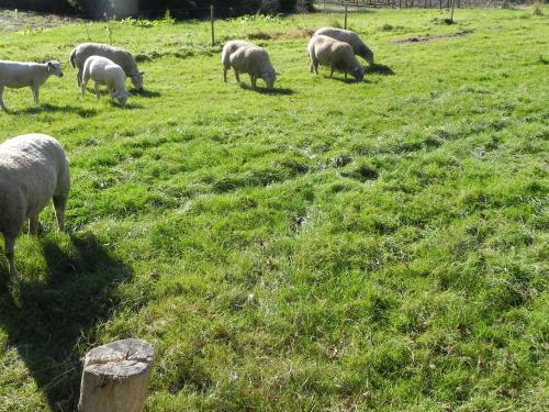 Bed & Breakfast Hoeve De Mertel