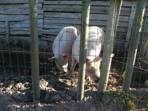 Bed & Breakfast Hoeve De Mertel