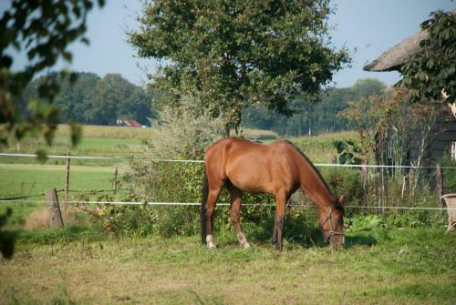 Bed & Breakfast De Bolderie