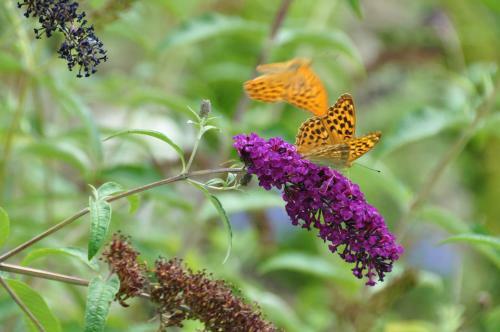 Bed & Breakfast Le Mas Du Perthus