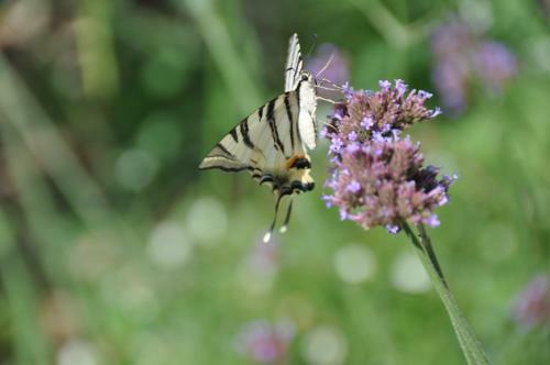 Bed & Breakfast Le Mas Du Perthus