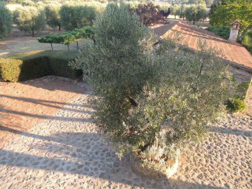 Villa Superb Cottage In Tuscany's Maremma