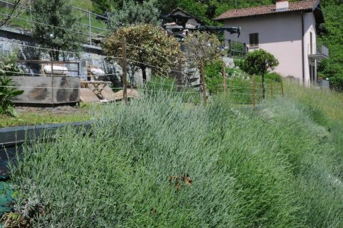 Casa Della Lavanda