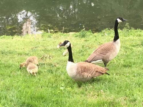 Bed & Breakfast En Bord De Seine
