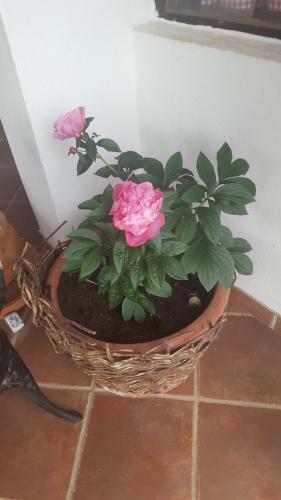 Hostal Pansion Ruzic