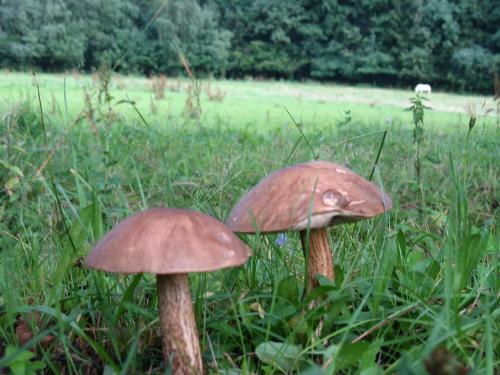 Agroturismo Sza?as Muflon - Mufflonh�tte