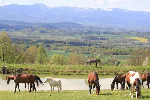 Agroturismo Sza?as Muflon - Mufflonh�tte