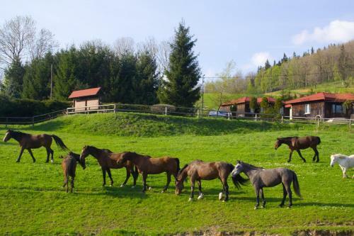 Agroturismo Sza?as Muflon - Mufflonh�tte