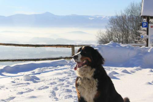 Agroturismo Sza?as Muflon - Mufflonh�tte