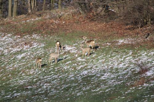 Agroturismo Sza?as Muflon - Mufflonh�tte