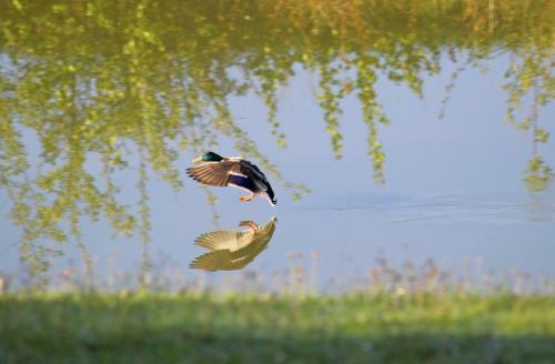 Agroturismo Sza?as Muflon - Mufflonh�tte