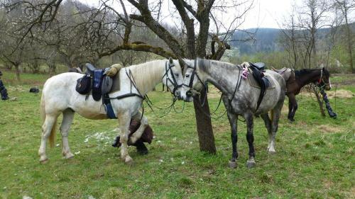 Agroturismo Sza?as Muflon - Mufflonh�tte