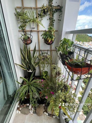 Apartamento C?n H? Sushi Melody V?ng T�u