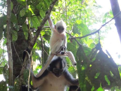 Agroturismo Lucky Bamboo