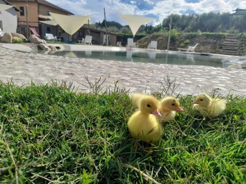 Agroturismo Agriturismo Madre Terra