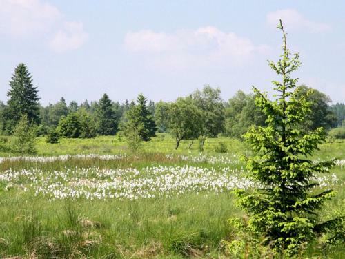 Holiday Home Hautes Fagnes Malmedy
